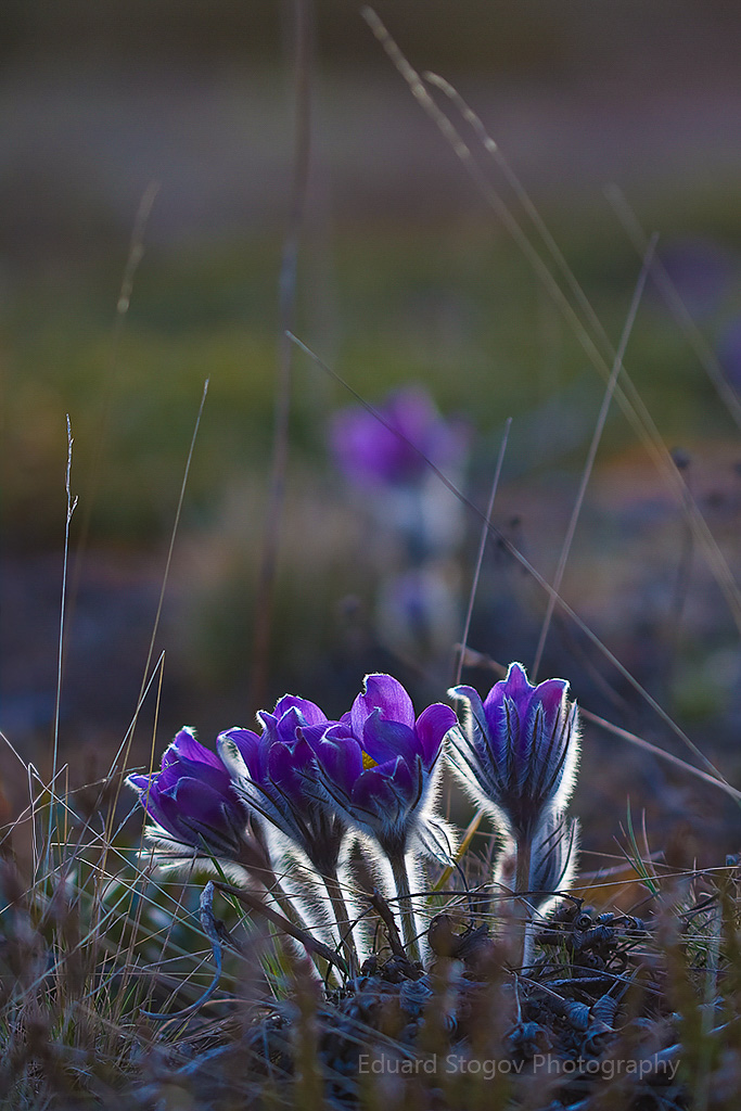 Eduard Stogovi loodusfoto