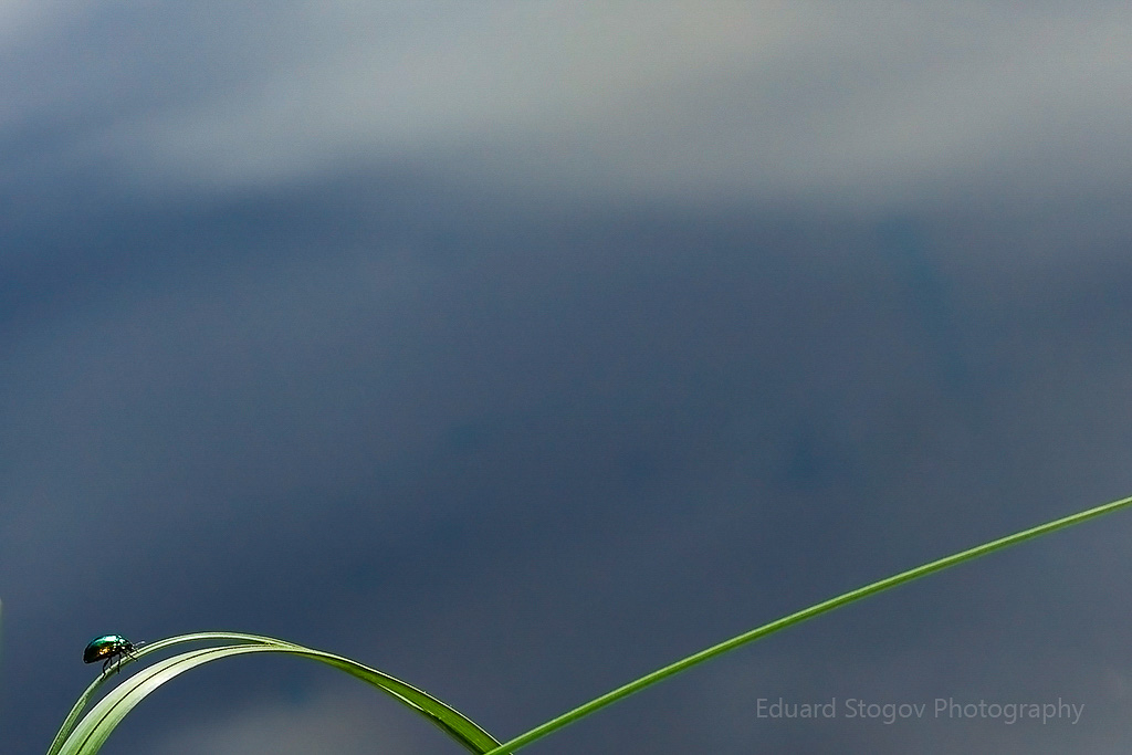 Eduard Stogovi loodusfoto
