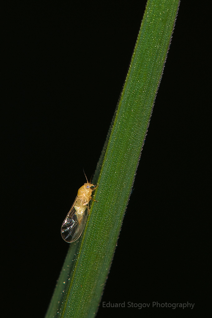 Eduard Stogovi loodusfoto
